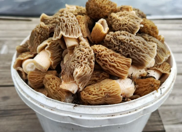 Грибная "волна" движется с юга... Отчеты подписчиков за пасхальные выходные. 11-13.04.26