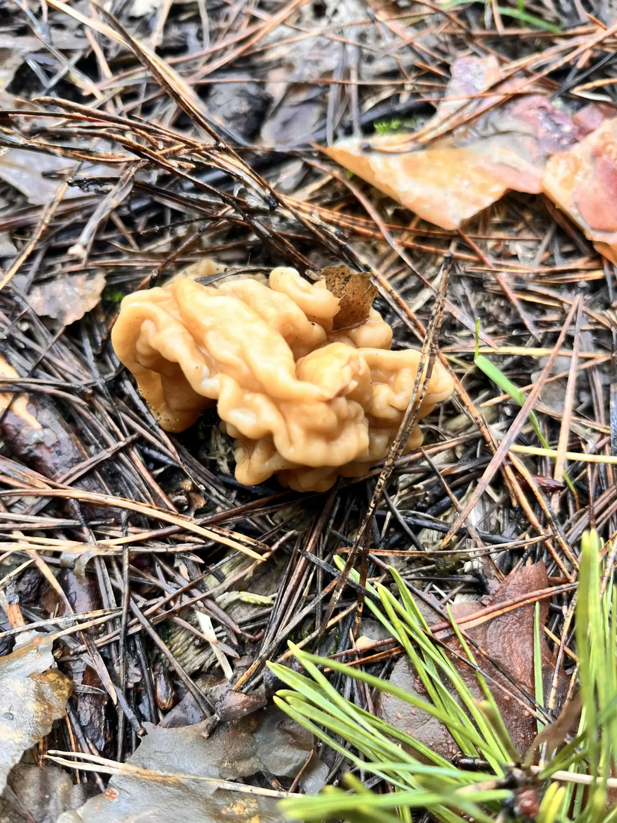 Строчок гигантский