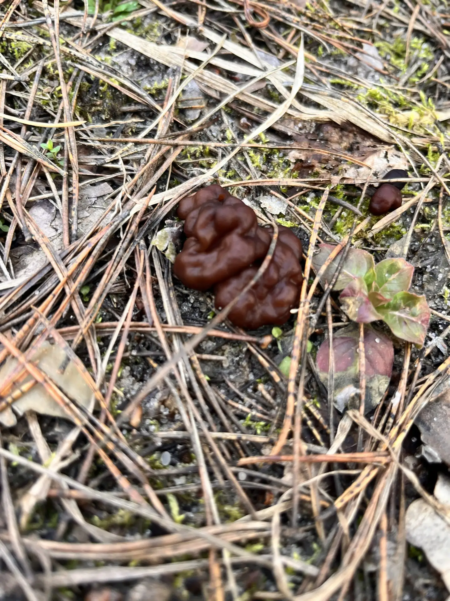 Строчок обыкновенный