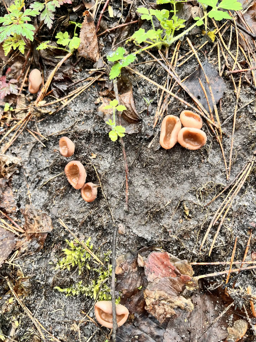 Примордии дисцины