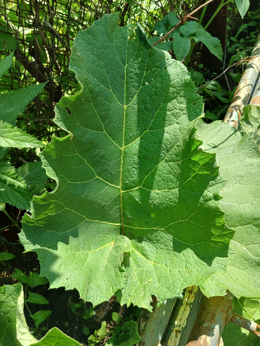     Дегәнәк ярҙамында күп кешене һауыҡтырған