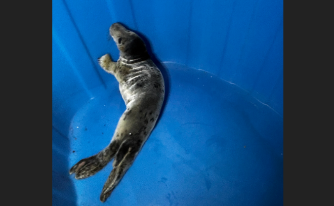    © vk.com/sealrescue