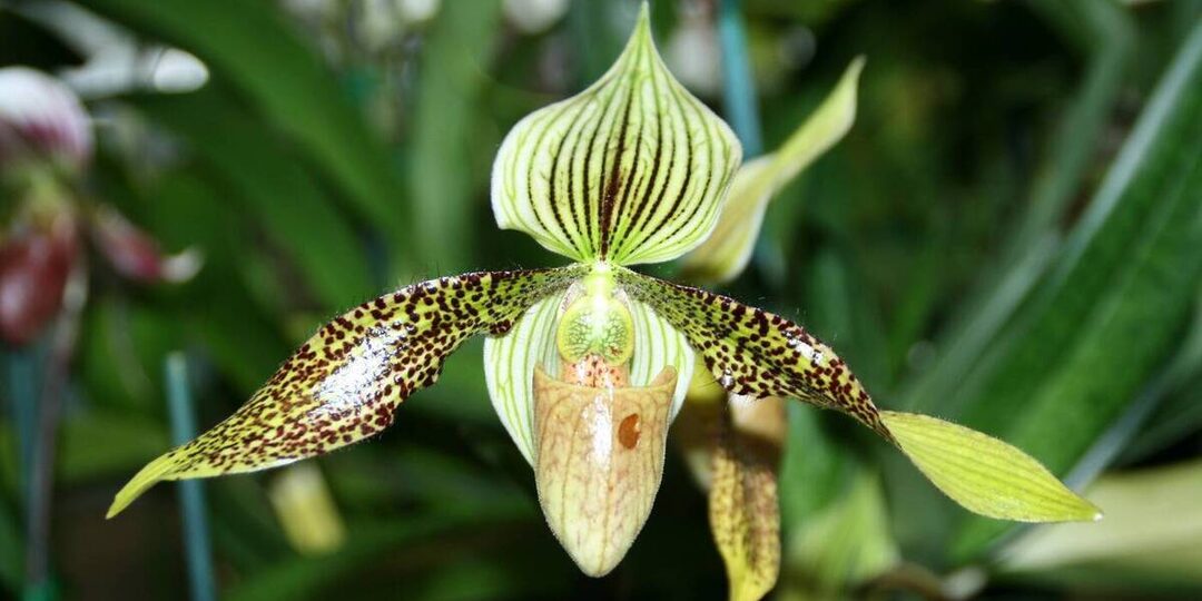 Заказала орхидеи, но осталась без денег: мошенники используют новые схемы обмана