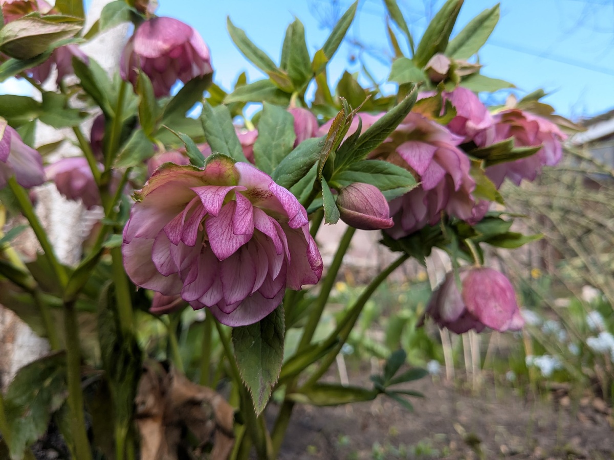 Морозник в саду сегодня и прямо сейчас