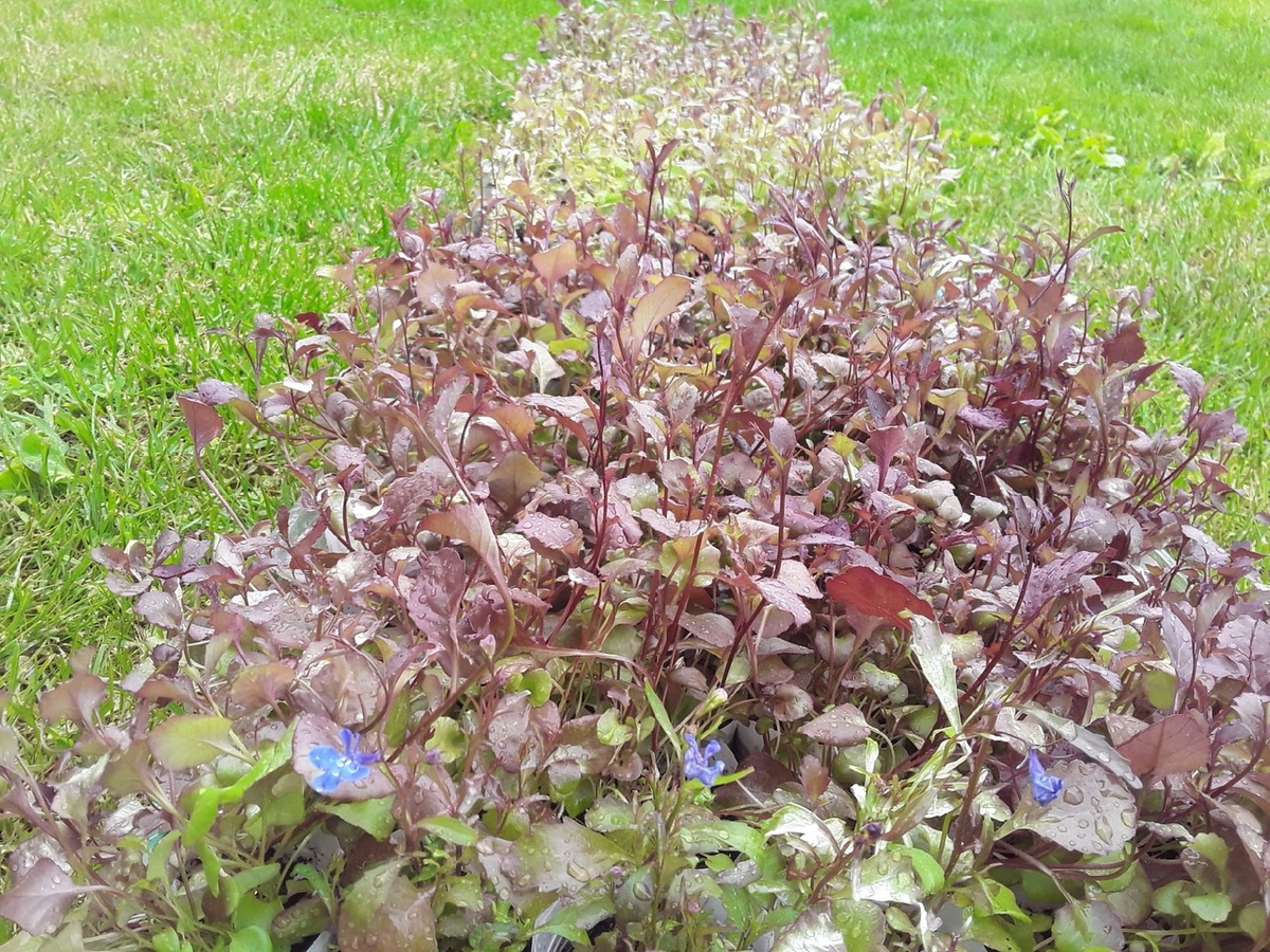 Артель "напрасный труд": те самые 140 "рассад" лобелии, от которых не было никакого толку