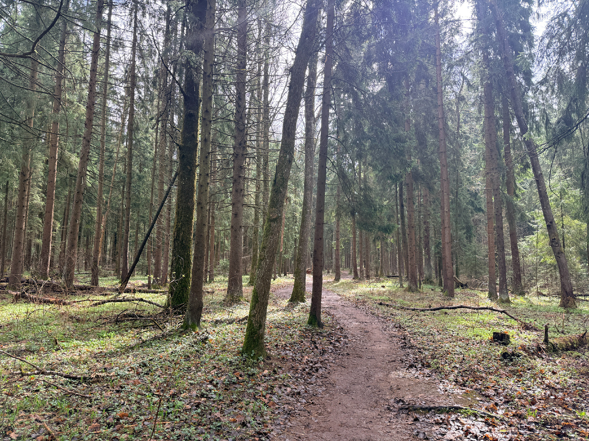 Лес встречает солнцем и свежестью