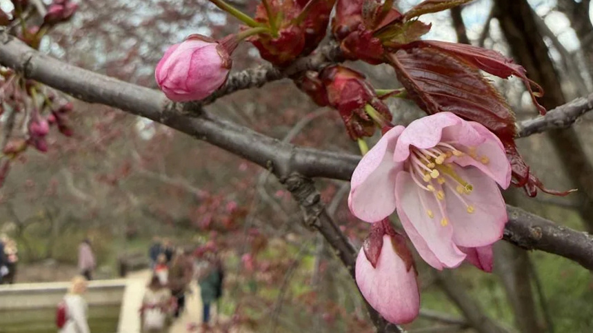    Фото: MAX/Аптекарский огород МГУ