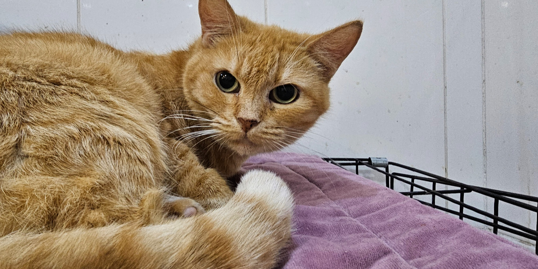 А сегодня праздник? А в приюте он будет?