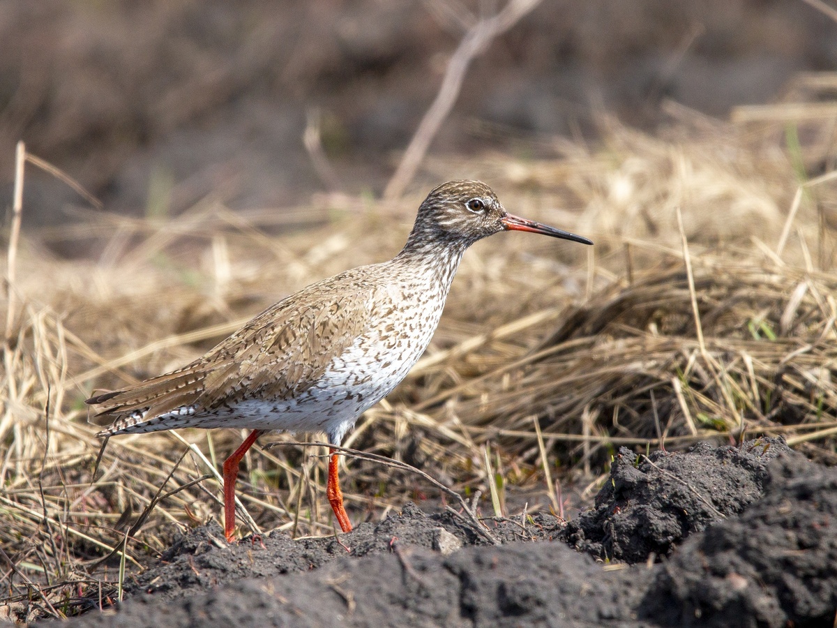 Травник ( Пёстрый:) 15.04.2025г. возле жк Москва.