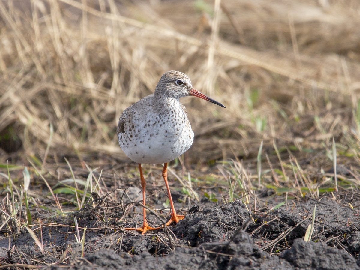 Травник ( Светлый:) 15.04.2025г. возле жк Москва.