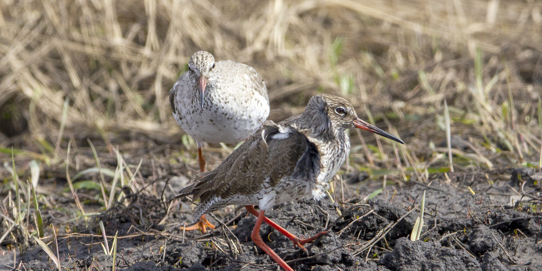 Про парочку Травников и про то, почему мне не быть семейным фотографом!