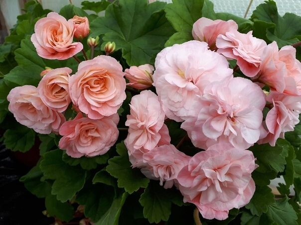 Леона Галактика.