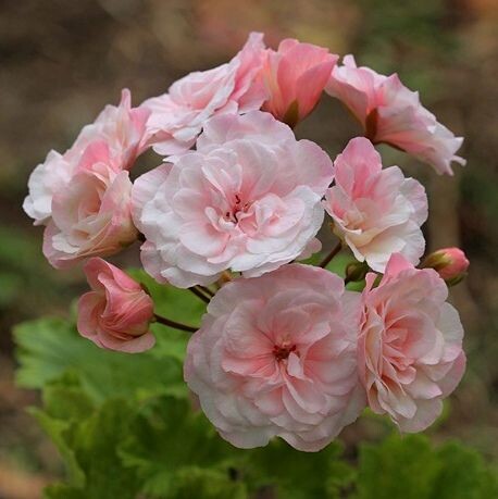 Леона Галактика 