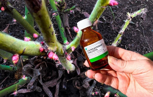 Почернели и подмерзли розы после зимы? Старый рецепт для оживления роз