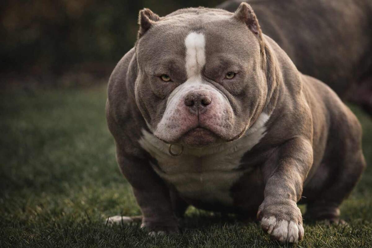 Тот самый Louis V Line's Venom, домашнее имя  Chunk. Легенда породы покет-булли, чья стоимость оценивалась в $5 000 000. К сожалению, осенью 2023 года Веном ушел из жизни в возрасте около 8 лет. Но он оставил после себя более 150 выдающихся потомков (чемпионов и гранд-чемпионов) по всему миру.  Фото демонстрируется на канале "Американский булли: Все по делу" исключительно в информационных целях. Все права на изображение принадлежат их законным авторам и правообладателям.