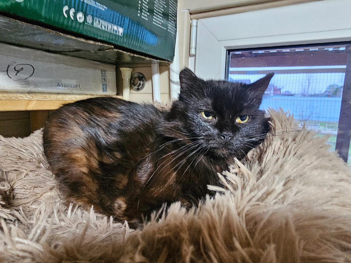 Фото автора. Агата наша старая киса с кладбища.