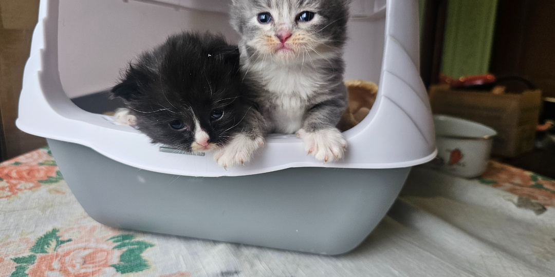 Какой сегодня день в приюте? Праздник?