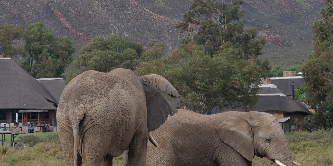 Aquila Private Game Reserve - доступное сафари недалеко от Кейптауна