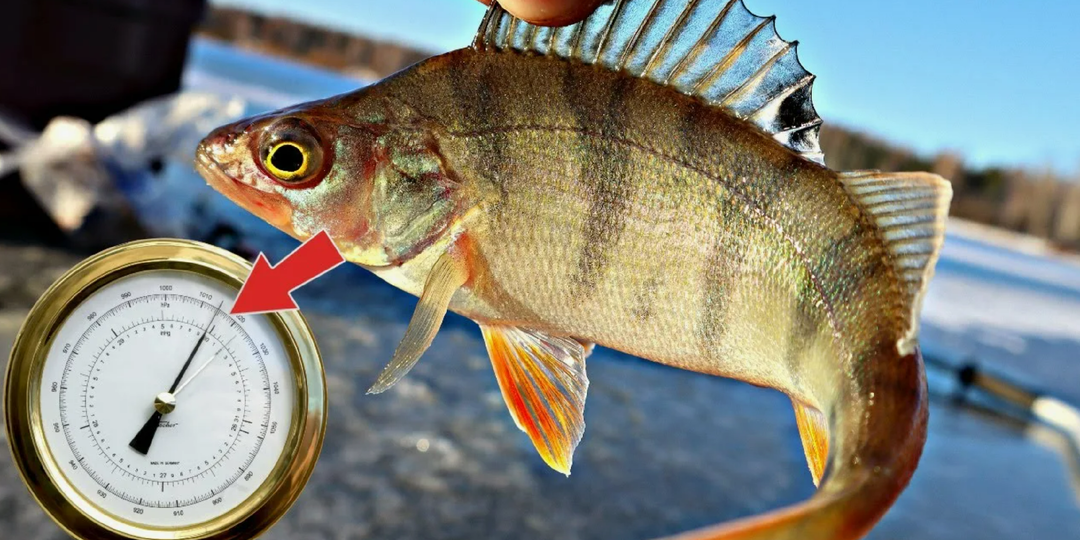 3 простых действия, если при падении давления рыба стала осторожной