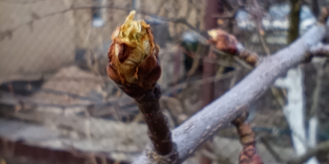 Зеленые конусы уже смотрят на вас - самые важные обработки и базовые баковые смеси