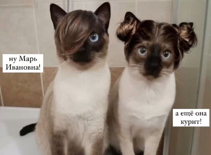Мемы с кошками новая подборка