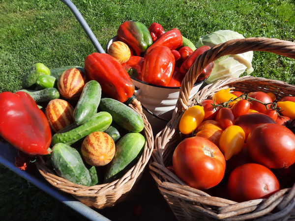 В чем врут популяризаторы природного земледелия? Уверена: вы тоже ловились на эти удочки