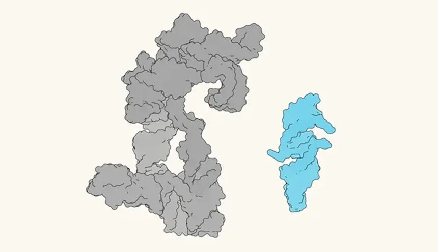  📷    QT45 (справа) меньше, чем другие ранее обнаруженные рибозимы РНК-полимеразы (слева). Фото: MRC Laboratory of Molecular Biology.