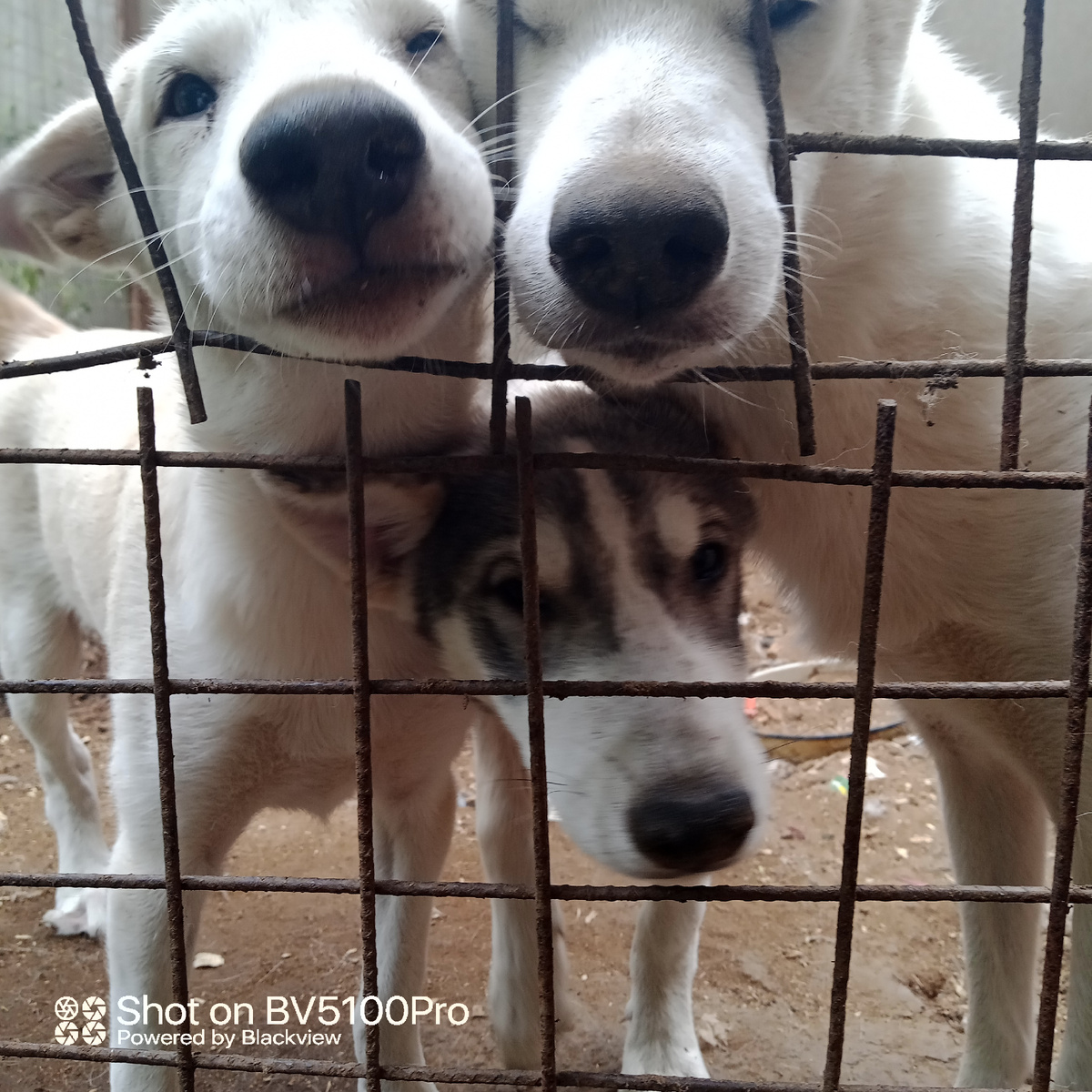 Кушать надо вкусно и полезно. Наши питомцы