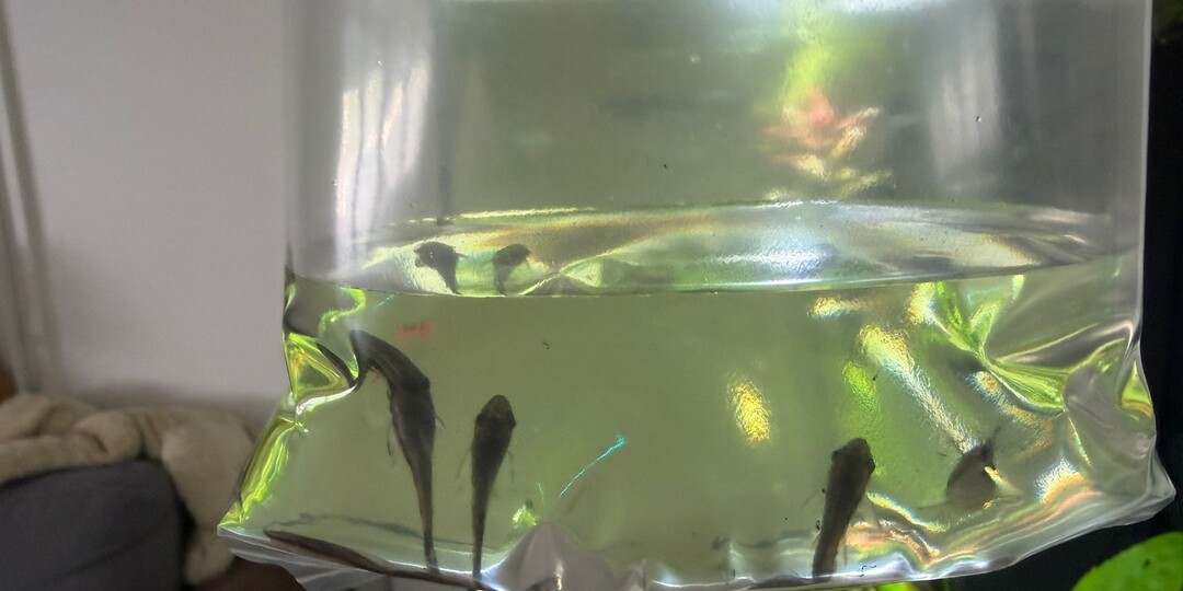 Спецотряд в тени: я купила еще 8 отоцинклюсов!