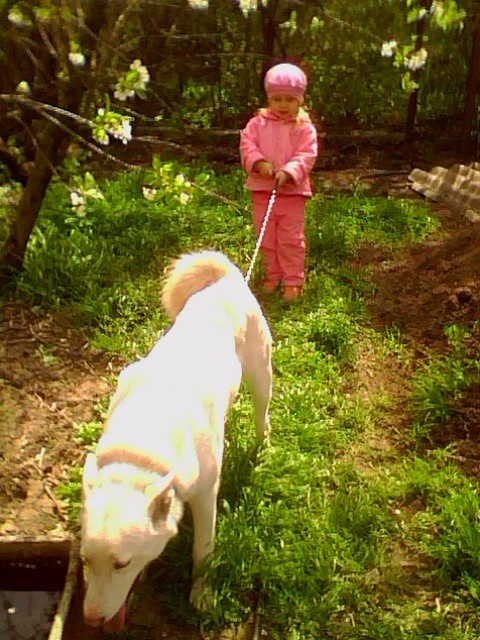 Здоровая собака — спокойная собака