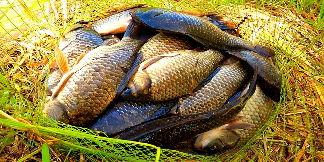 Карась не клюет в холодной воде? Ага, щас. Покажу, где ошибка