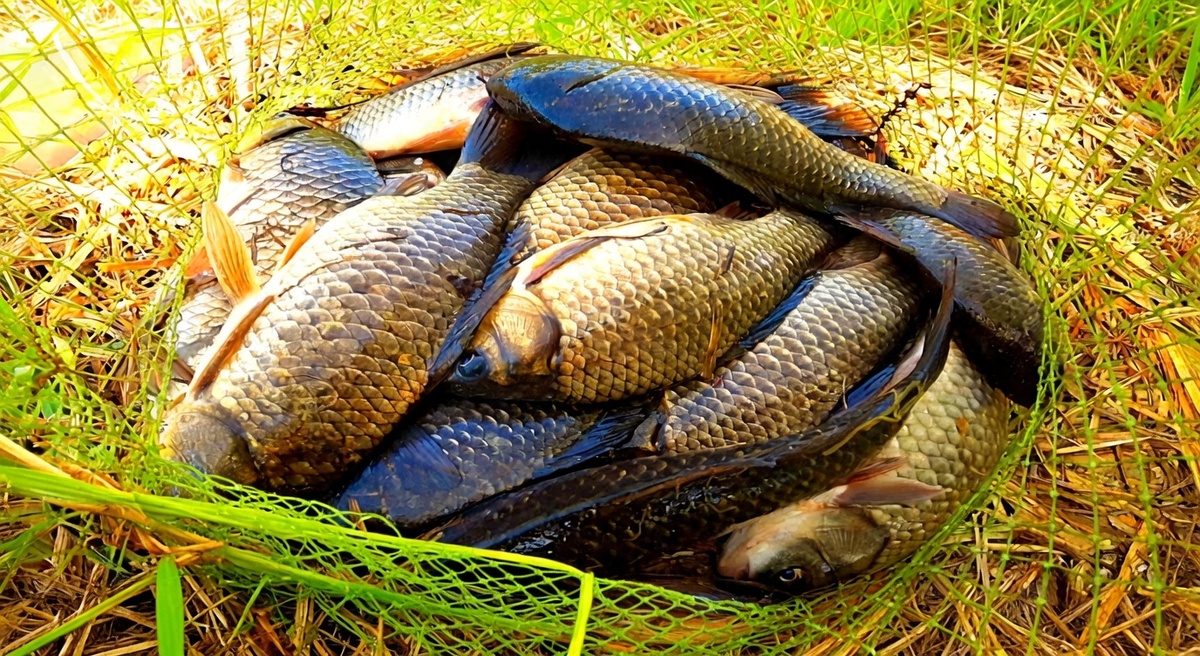 Весенний карась