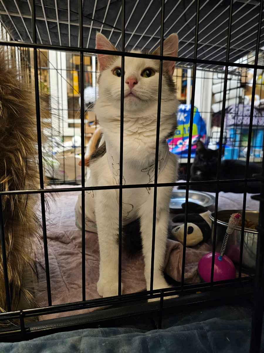 Фото автора. Куличик, куличик. Киса.