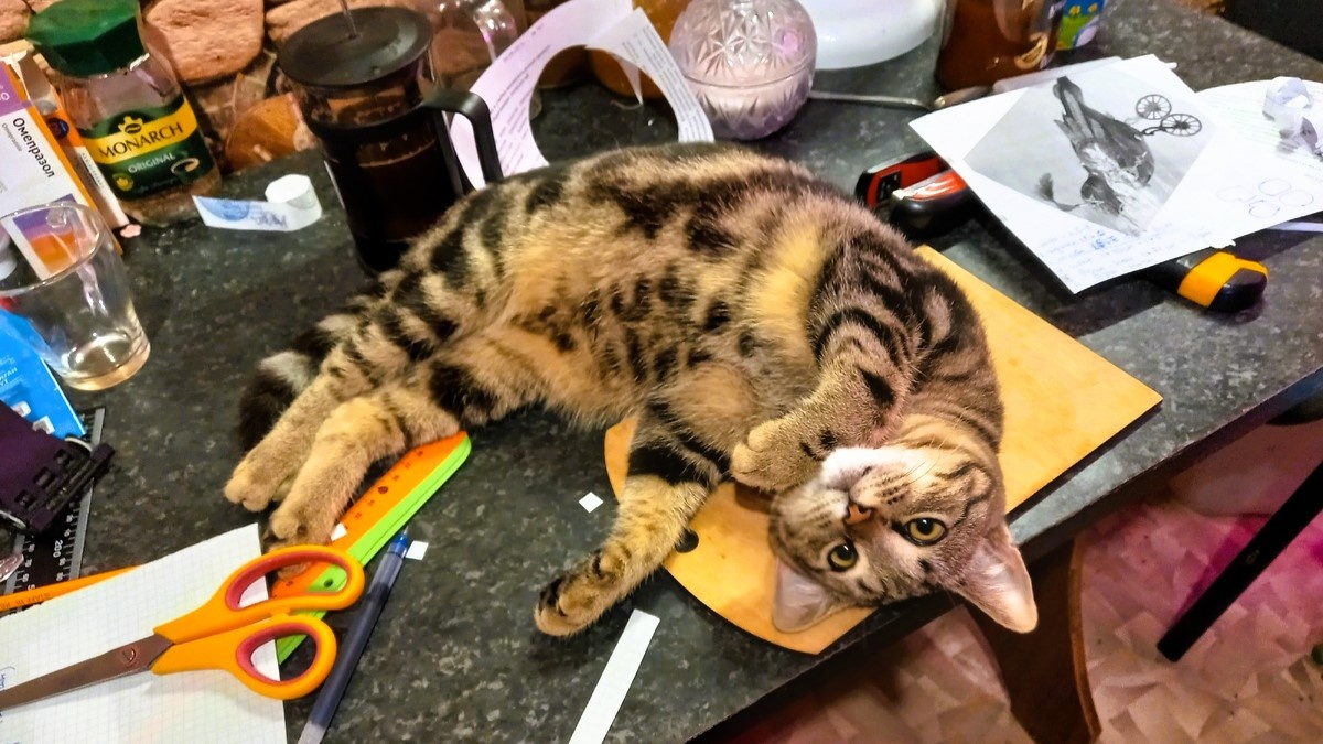 Люби меня немедленно! (Питомец подписчика: SvF)