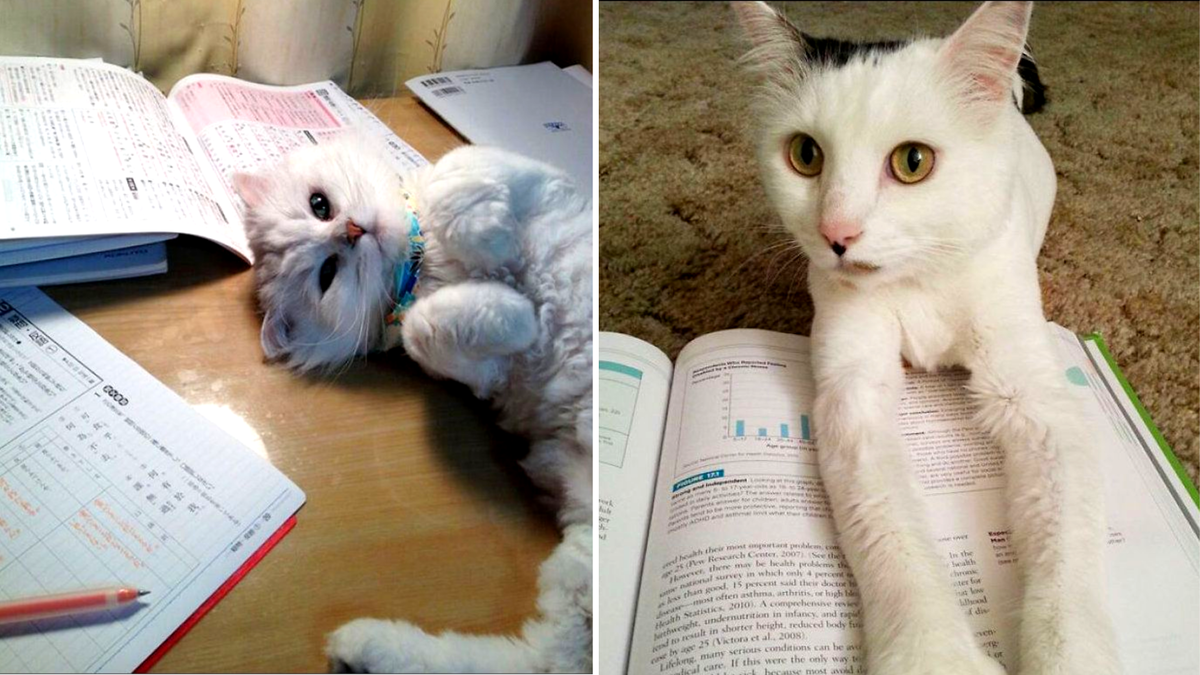 Ну мы же не виноваты, что гораздо красивее твоих скучных бумажек!