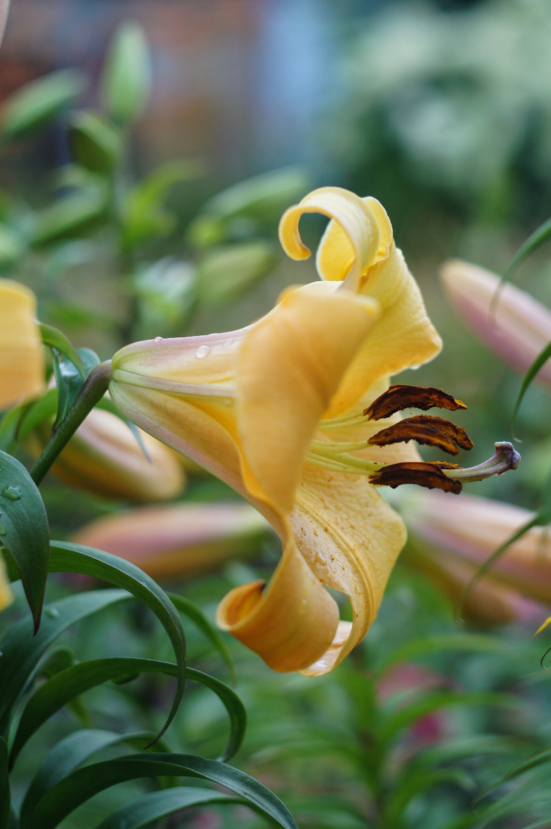 Лилия. Авторские фотографии Андрей Батуркин.