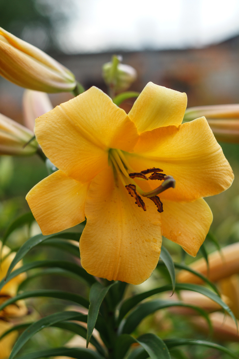 Лилия. Авторские фотографии Андрей Батуркин.