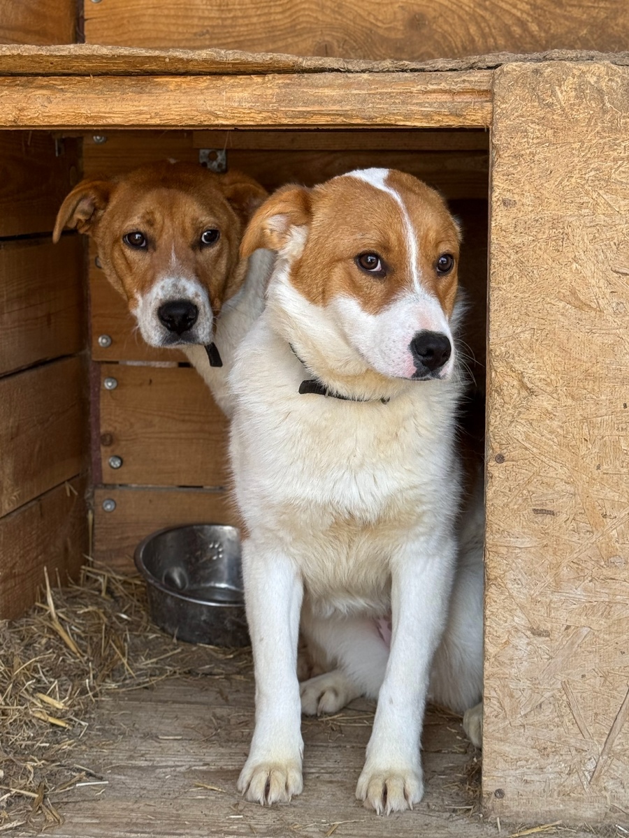 ДиСи и ЭйСи