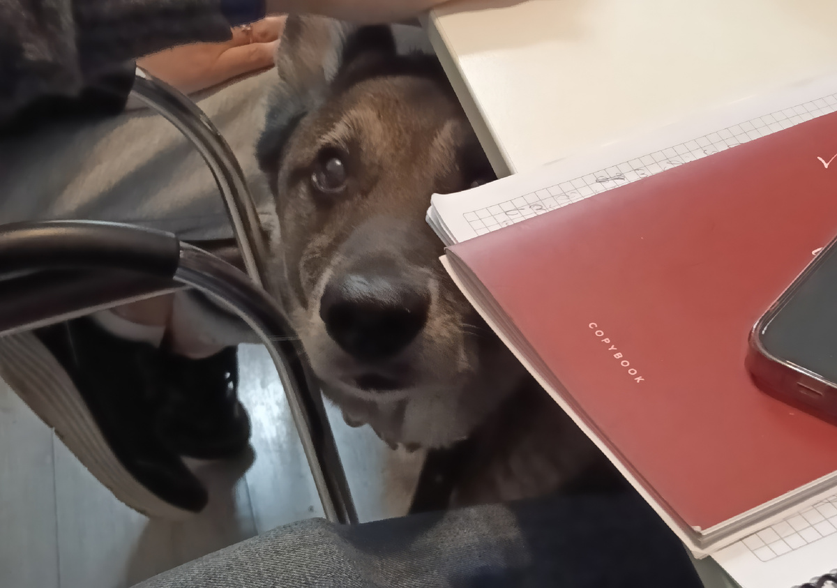 Занятия проходят с грузинским колоритом — я уже писала, что в этой стране очень любят собак😁