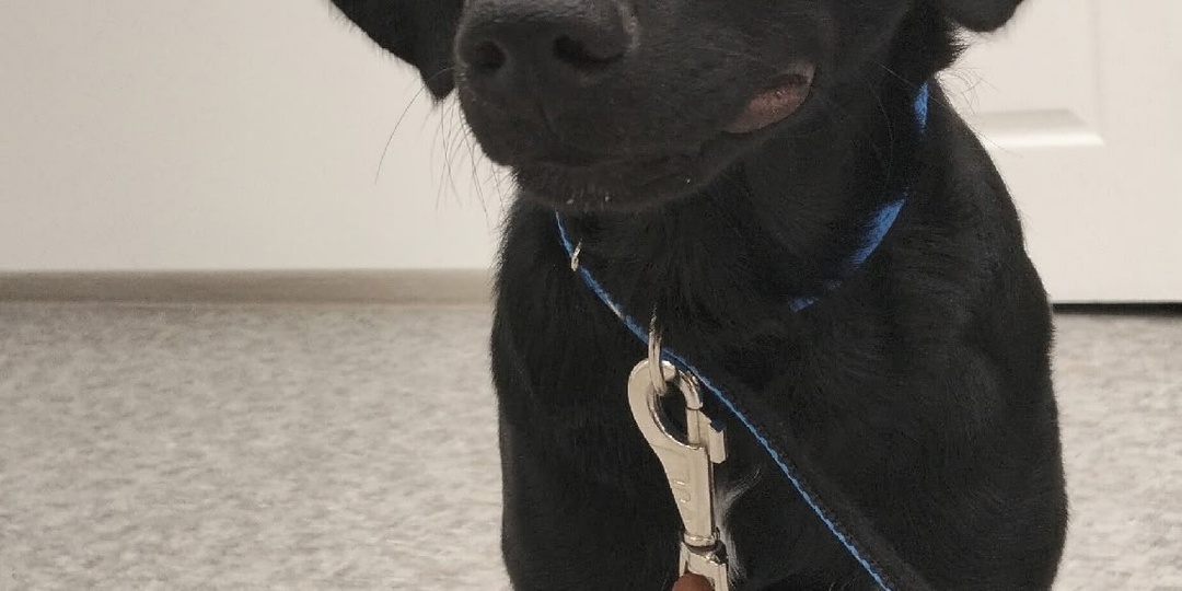 🚨 SOS! Малышка Чапа нуждается в вашей помощи! 🐾