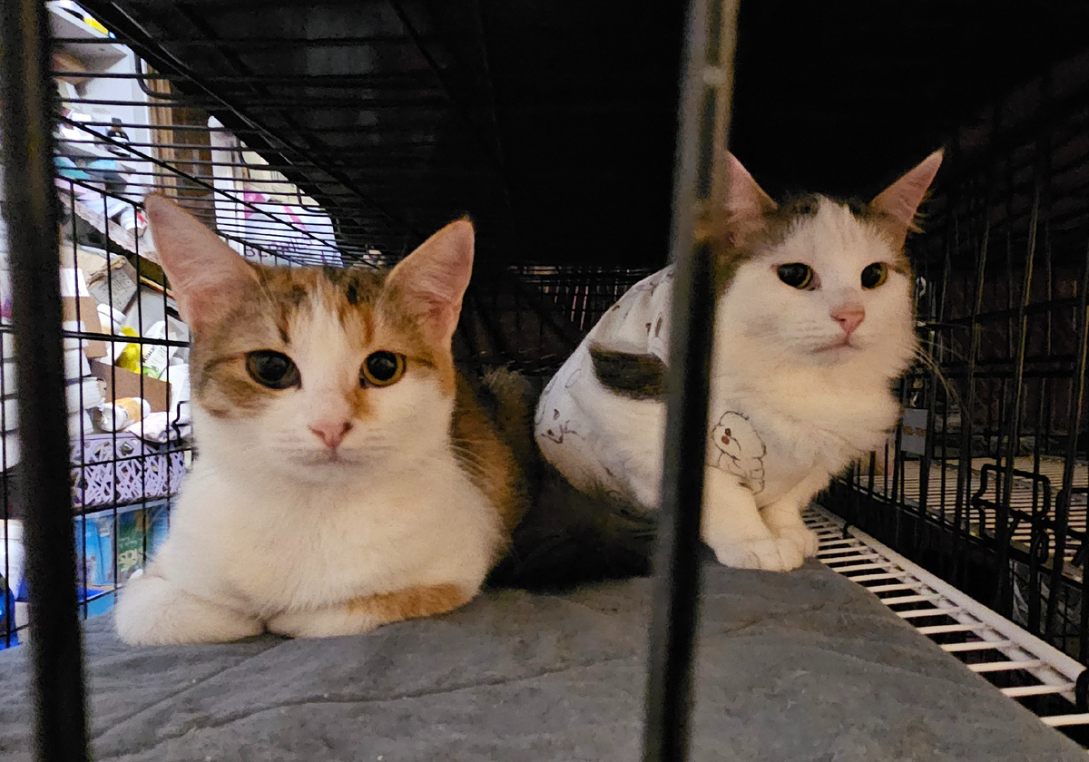 Фото автора. Наши девочки. Благодаря вам друзья их получилось простерилить.