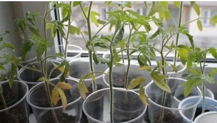 Дохленькая рассада в апреле