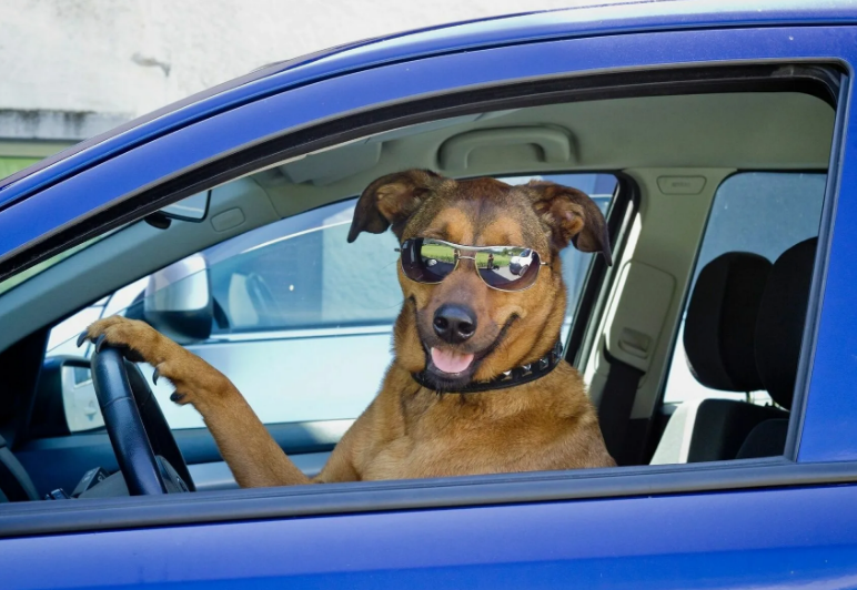 Собачник vs автомобилист: с кем рядом жить труднее