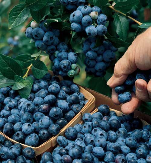 Голубика будет ведрами: 3 обязательные процедуры весной для мощного урожая