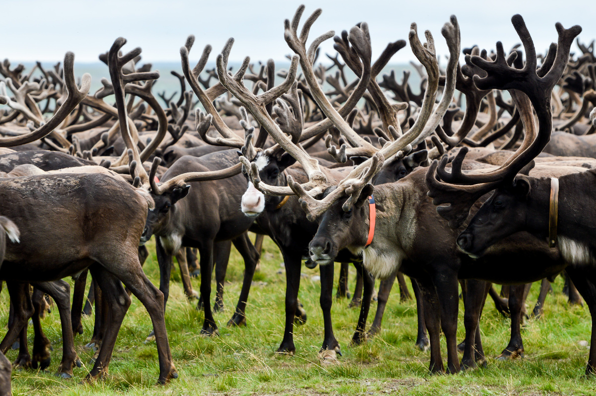 Ненецкий автономный округ оленеводство