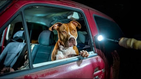 Холодной ночью Алексей Иванович увидел брошенный автомобиль, а в нем сидела собака и скулила. Он сразу же помог. А она изменила его судьбу