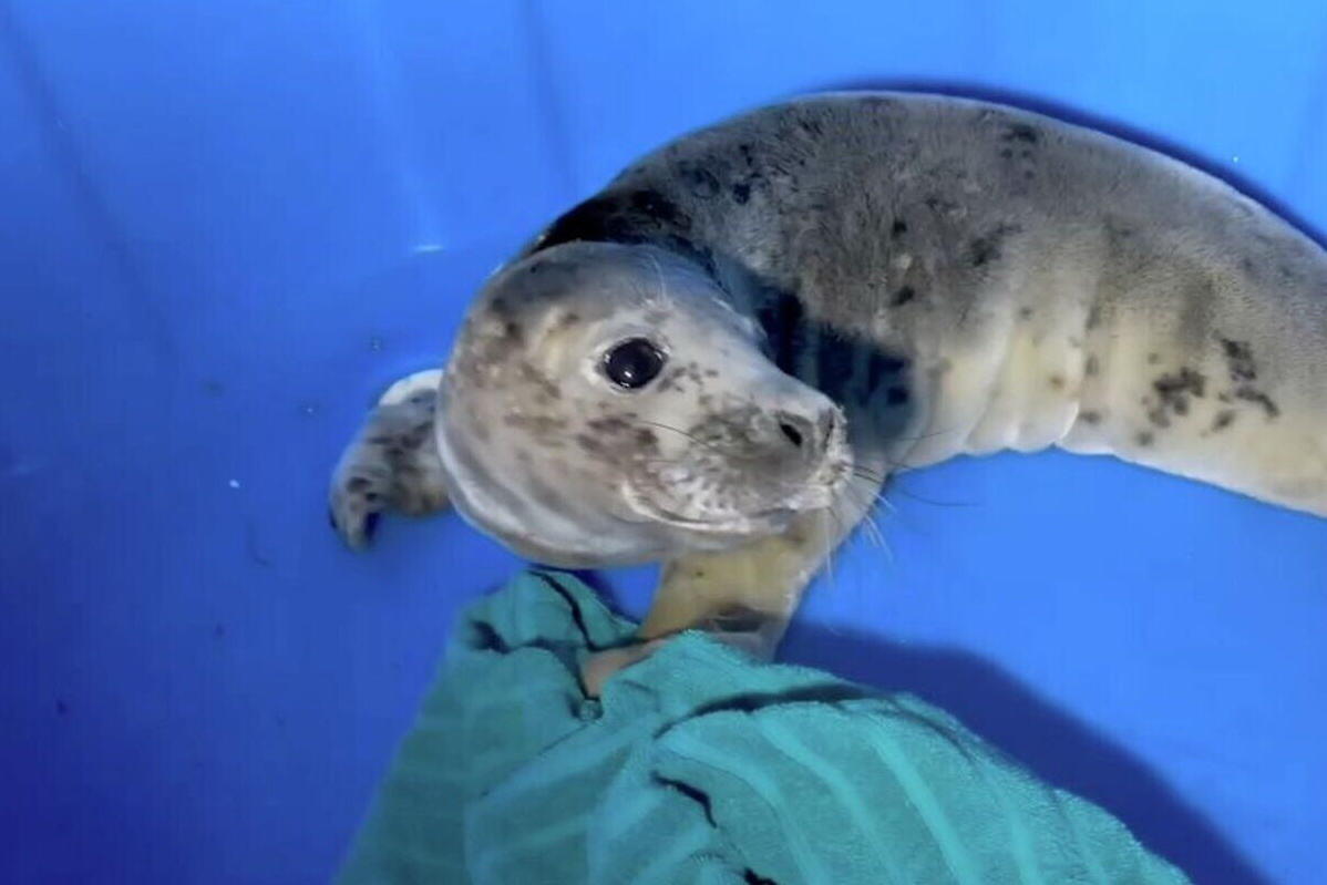    Фото: Nerpa SPb/Telegram