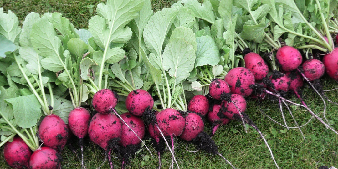 Блокнот удобрений. Сульфат аммония: азот + сера для капусты и редиски