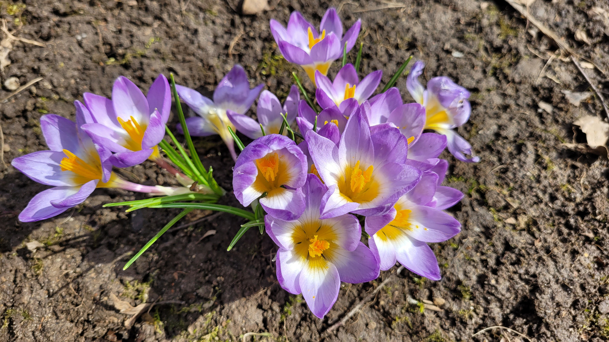Крокусы.