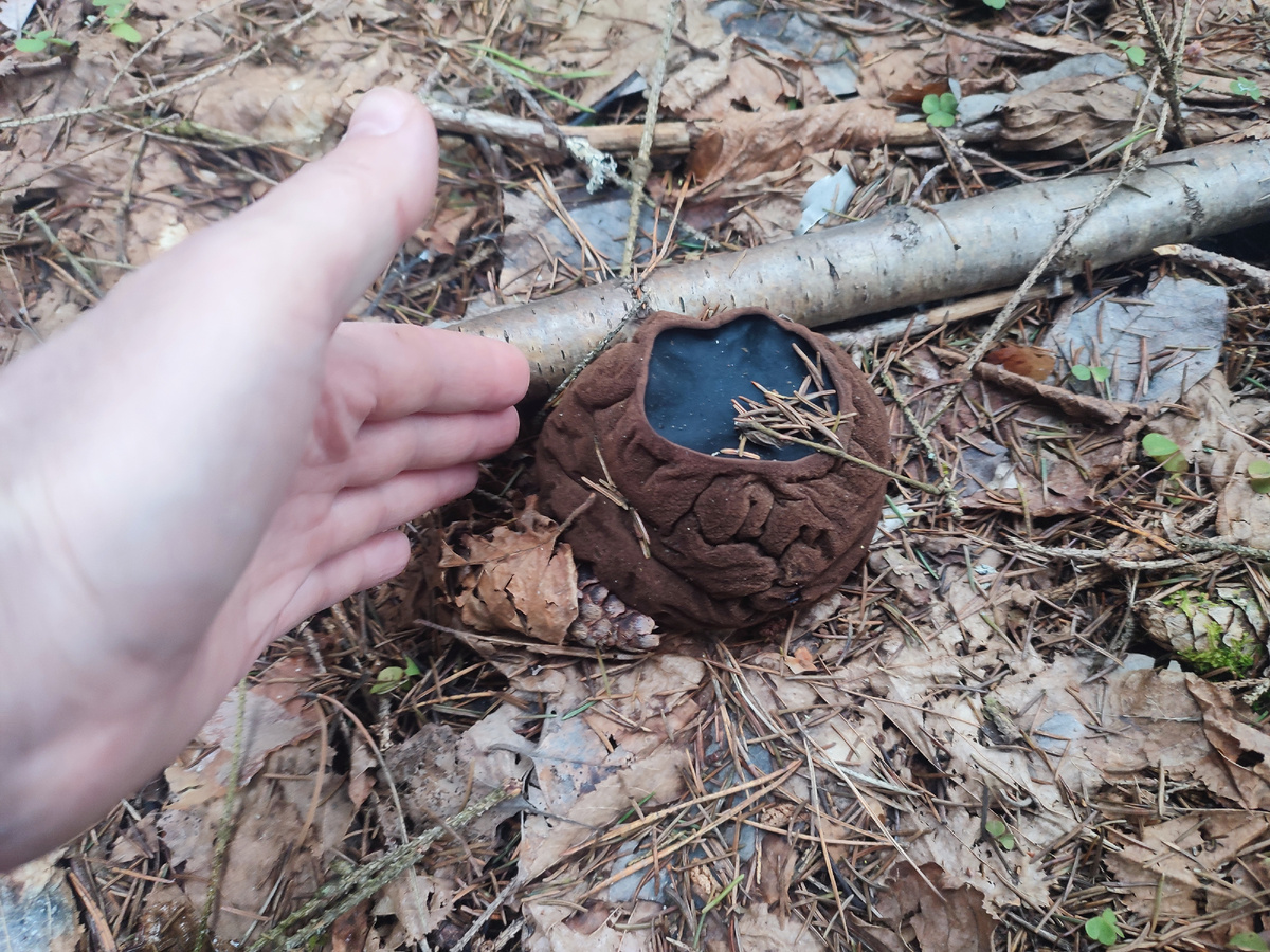 Саркосома шаровидная 